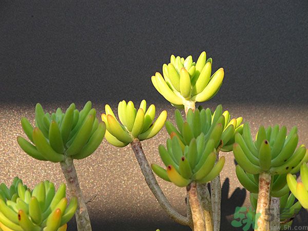多肉植物需要澆水嗎？多肉植物澆水可以澆到葉子上嗎？