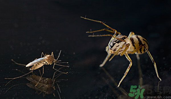 紗窗網密度蚊子能進去嗎？紗窗能擋住蚊子嗎？