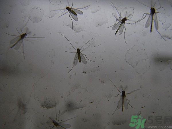 紗窗網密度蚊子能進去嗎？紗窗能擋住蚊子嗎？