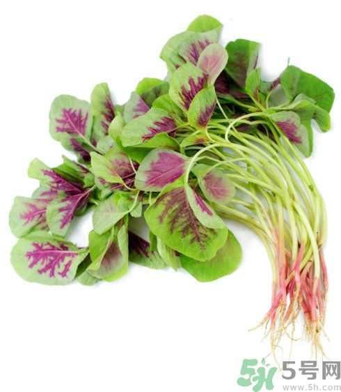 月經期間可以吃漢菜嗎？來月經可以吃漢菜嗎？