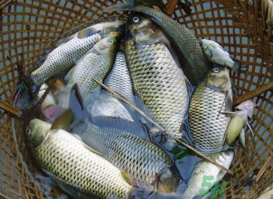 魚能和萵苣一起煮嗎？魚可以和萵苣一起吃嗎？