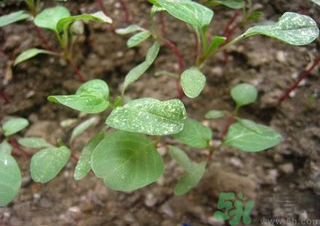 莧菜葉子上有白點是怎么回事？莧菜葉子上有白點可以吃嗎？