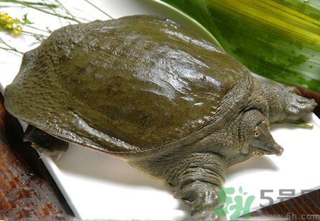 莧菜和甲魚一起吃會中毒嗎？吃了莧菜了甲魚怎么辦？