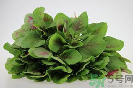 莧菜可以生吃嗎？莧菜生吃了會怎樣？