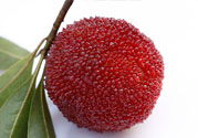 楊梅里面的蟲子能吃嗎？楊梅里面的蟲子吃了會(huì)怎么樣？