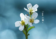 小滿喝什么茶？小滿喝什么茶好？