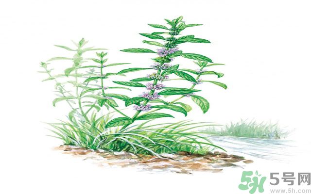 夏天吃薄荷可以解暑嗎？夏天怎么吃薄荷可以解暑？