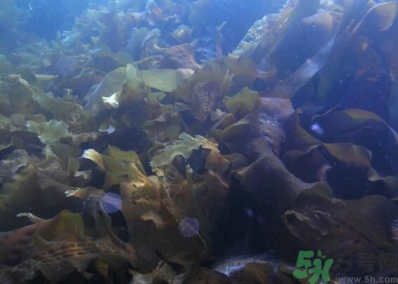 海帶綠色的好還是黃色的好？海帶綠色的比較好嗎？