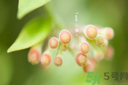 小滿名字的由來？小滿是什么意思？