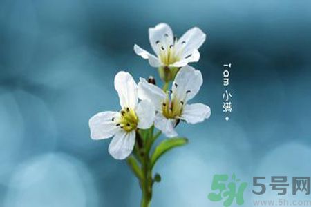小滿喝什么茶？小滿喝什么茶好？