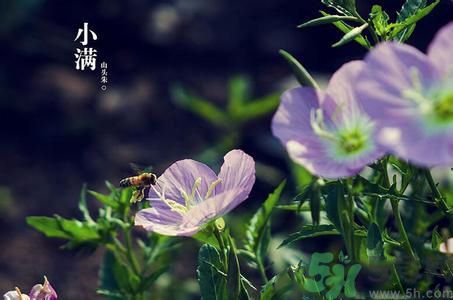 小滿養生要注意什么？小滿養生注意事項