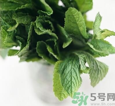 薄荷有什么功效？薄荷的攻效是什么？