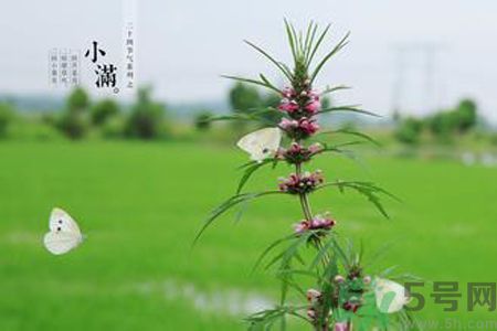 為什么小滿濕氣重？小滿怎么除濕氣？