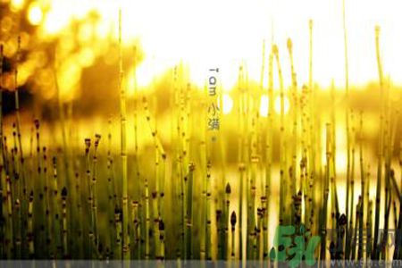 為什么小滿濕氣重？小滿怎么除濕氣？