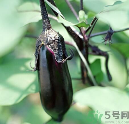 吃茄子會長胖嗎？茄子卡路里高嗎？