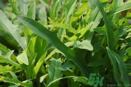 寶寶吃苦菜會拉肚子嗎？寶寶吃苦菜拉肚子了怎么辦？