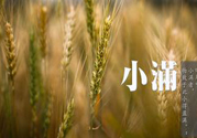 小滿為什么要吃苦？適合小滿吃的苦菜