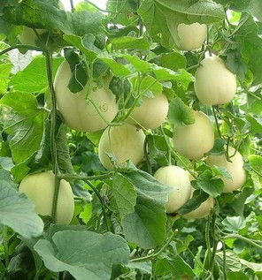 胃炎可以吃甜瓜嗎？胃炎吃甜瓜會有什么后果？