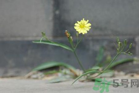 怎么挑選苦菜？挑選苦菜的方法有哪些？
