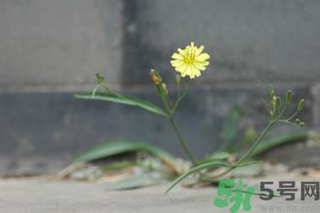 皮膚過敏可以吃苦菜嗎？吃苦菜會皮膚過敏嗎？