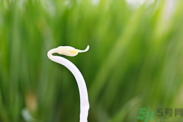 綠豆芽是涼性的嗎？綠豆芽是涼性還是熱性？
