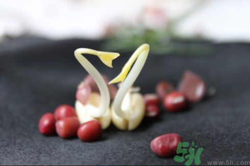 紅豆可以發豆芽嗎？紅豆芽可以吃嗎？