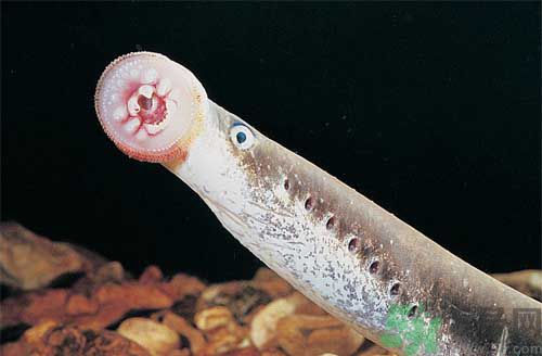 英吸血鬼魚暴增 什么是吸血鬼魚？
