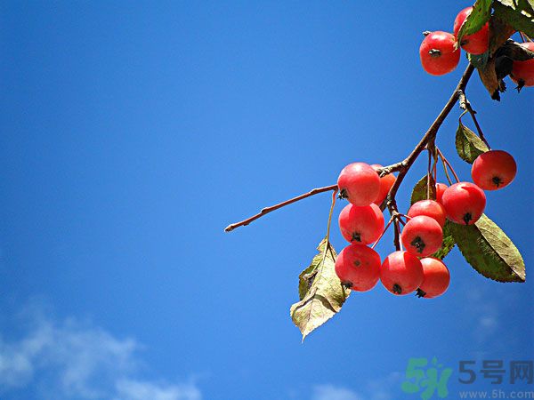 尿酸高能吃山楂嗎？痛風能吃山楂嗎？