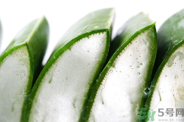 蘆薈有什么功效？蘆薈的功效是什么？