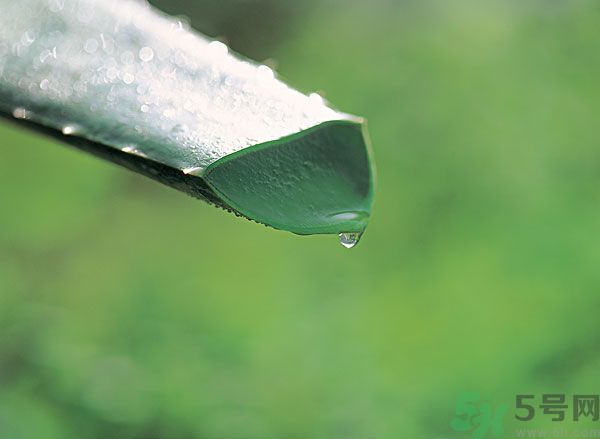 蘆薈可以吃嗎？蘆薈怎么吃？