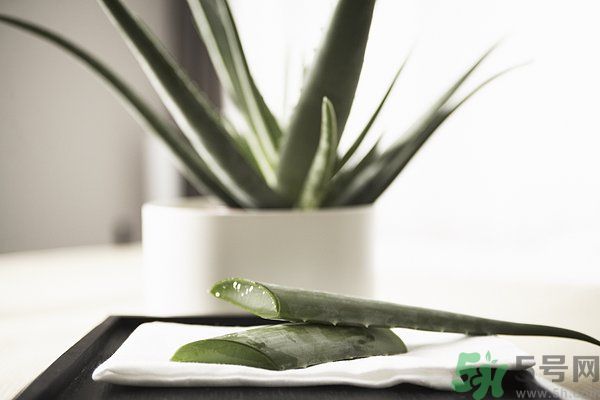 蘆薈怎么做好吃？蘆薈的做法有哪些？