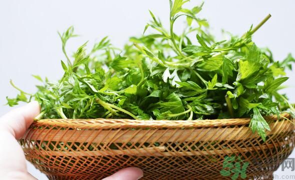 菖蒲是艾葉嗎？菖蒲是什么？
