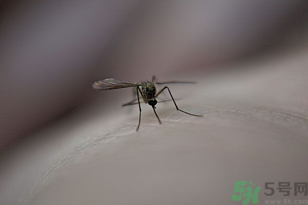 蚊子討厭什么氣味？蚊子討厭什么顏色？