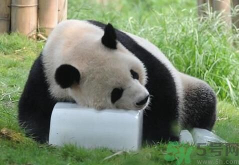中暑可以吃水果嗎？中暑吃什么水果好？