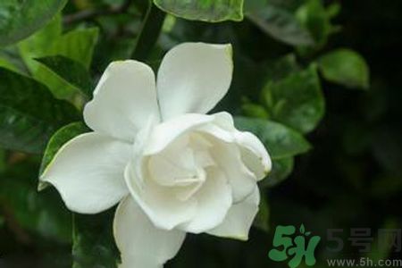 梔子花可以減肥嗎？梔子花怎么減肥？