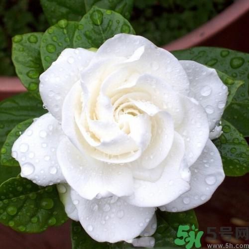 梔子花茶可以補(bǔ)血嗎？貧血可以喝梔子花茶嗎？