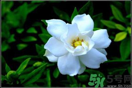 梔子花可以降血糖嗎？梔子花茶可以降血糖嗎？