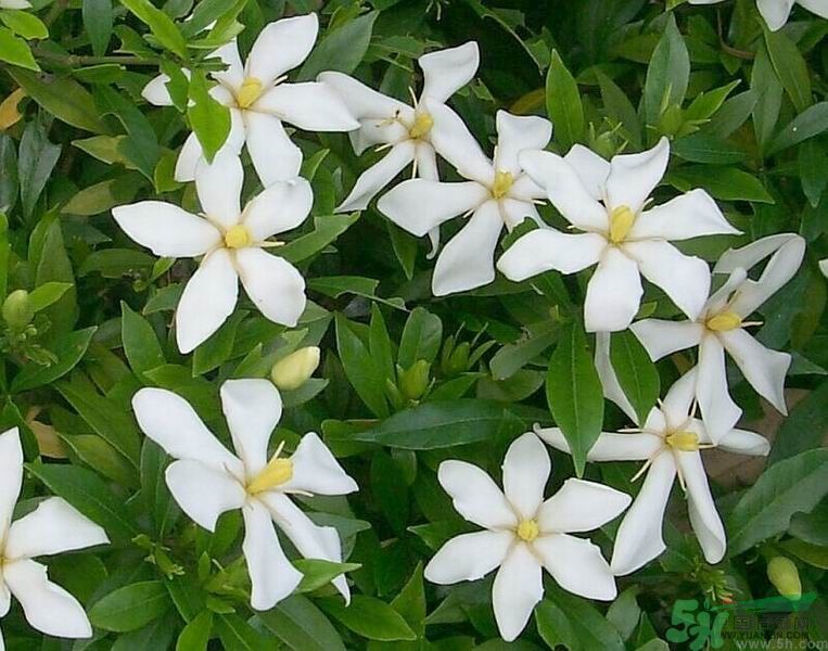 梔子花的葉子為什么會發黃?梔子花的葉子發黃了怎么辦? 梔子花的葉子為什么會發黃?梔子花的葉子發黃了怎么辦?
