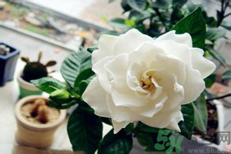 梔子花茶是熱性還是涼性？梔子花茶是涼性的嗎？