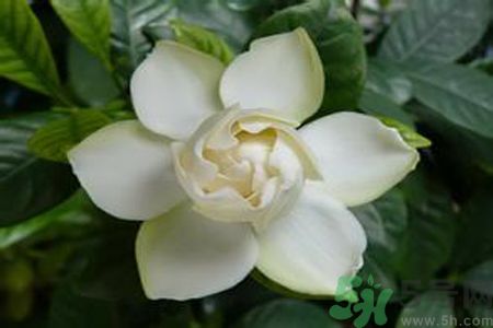 梔子花茶是熱性還是涼性？梔子花茶是涼性的嗎？