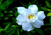 梔子花茶可以降血壓嗎？梔子花泡水可以降血壓嗎？