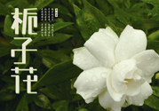 梔子花可以減肥嗎？梔子花怎么減肥？