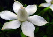 梔子花茶可以補血嗎？貧血可以喝梔子花茶嗎？