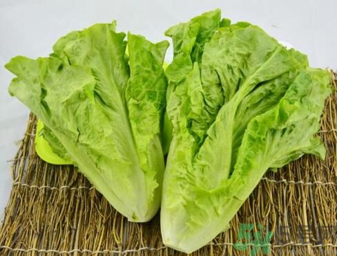 吃生菜會長斑嗎？吃生菜會造成長斑嗎？