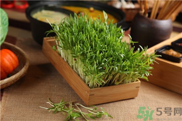 空心菜是菠菜嗎？空心菜是不是菠菜？