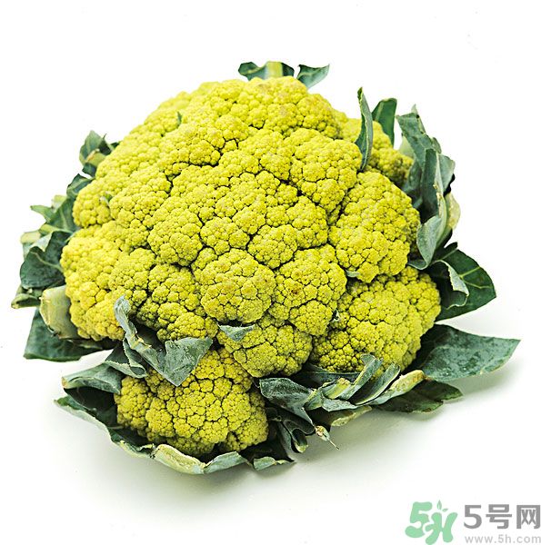 玉川和斯利安哪個好？葉酸片什么牌子最好？