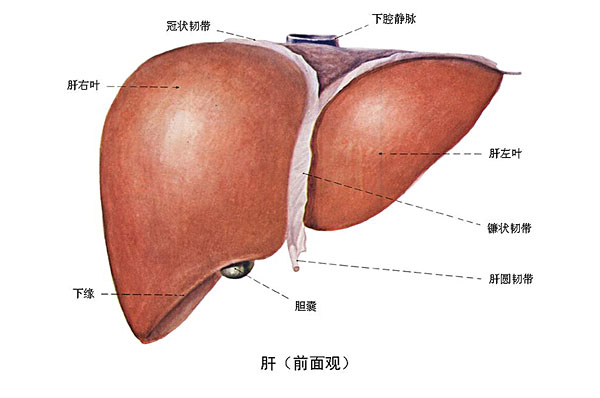 臉上長痘能吃南瓜嗎？臉上長痘吃南瓜好不好？