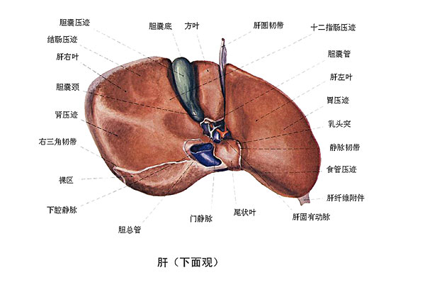 臉上長痘能吃南瓜嗎？臉上長痘吃南瓜好不好？