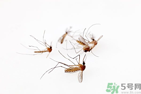 點(diǎn)蚊香為什么還有蚊子？為什么點(diǎn)蚊香沒有用了？