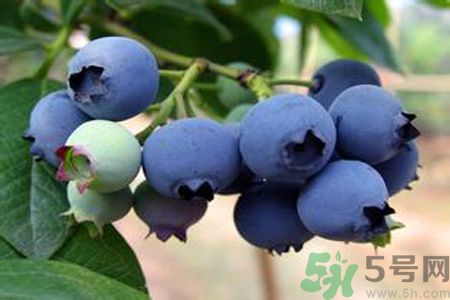 藍莓上面的白色的東西是什么？藍莓上面的白色的東西可以吃嗎？